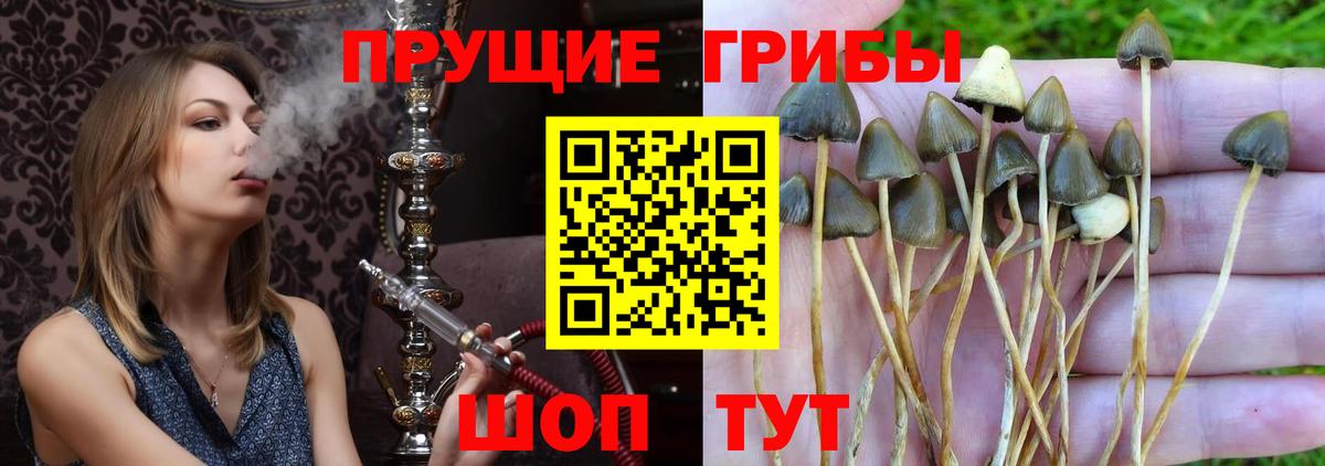 Псилоцибиновые грибы MAGIC MUSHROOMS Кизилюрт